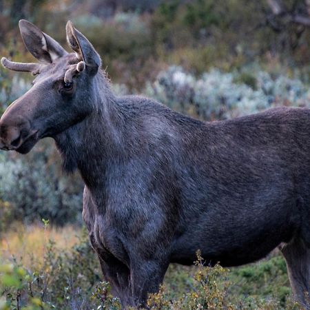 Furuhaugli Fjellhytter Vålåsjø Exteriör bild