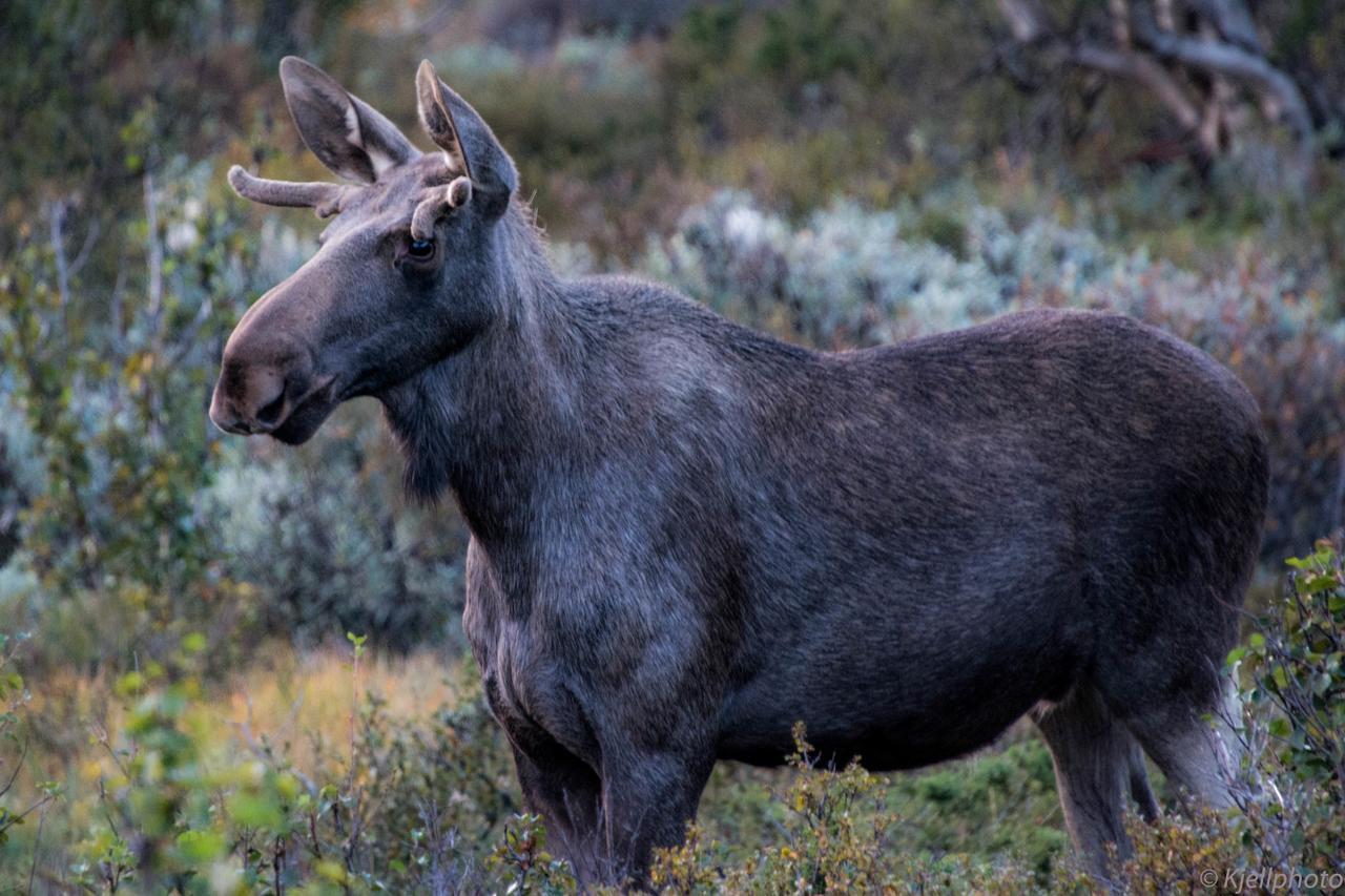 Furuhaugli Fjellhytter Vålåsjø Exteriör bild