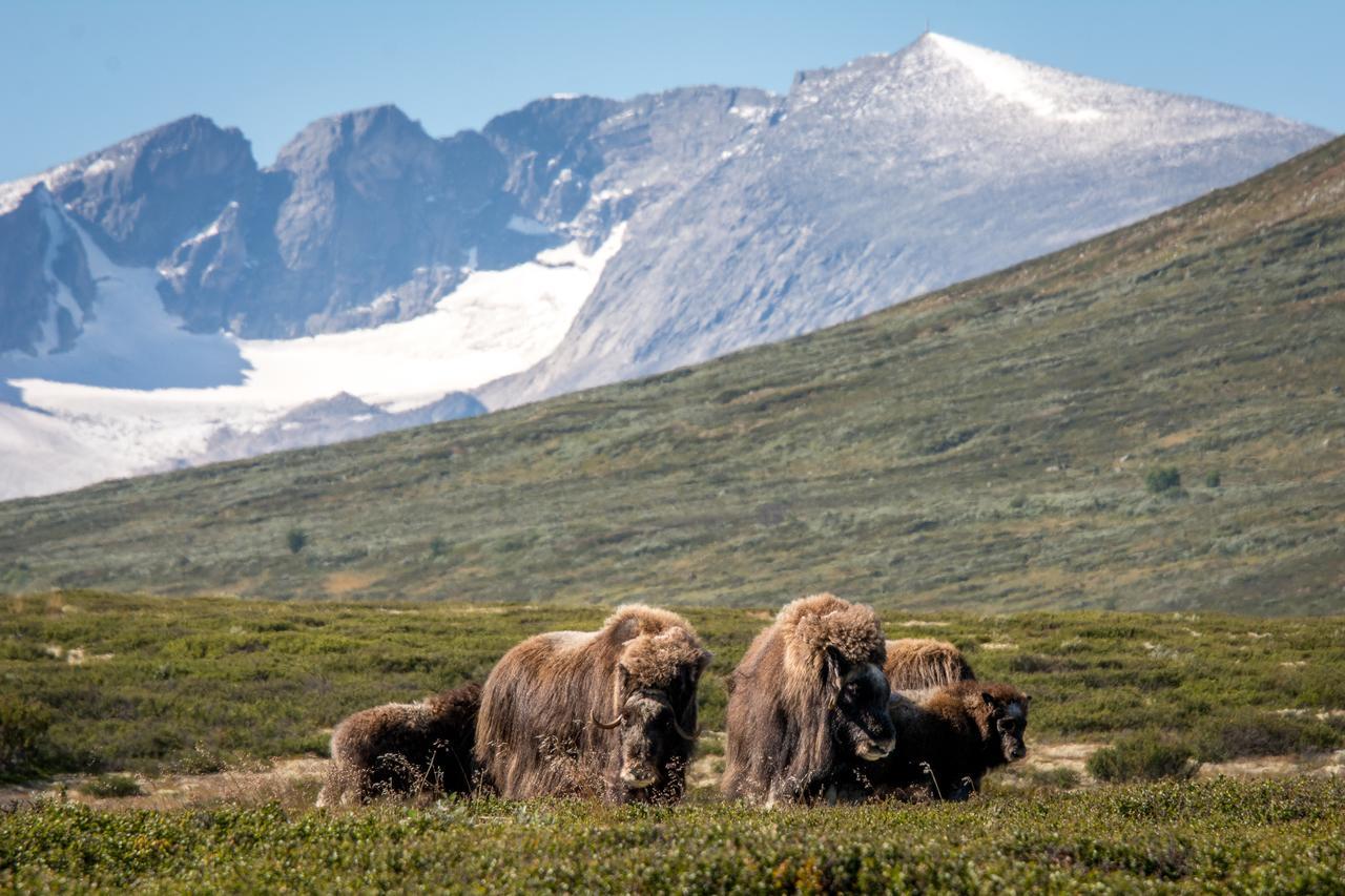 Furuhaugli Fjellhytter Vålåsjø Exteriör bild